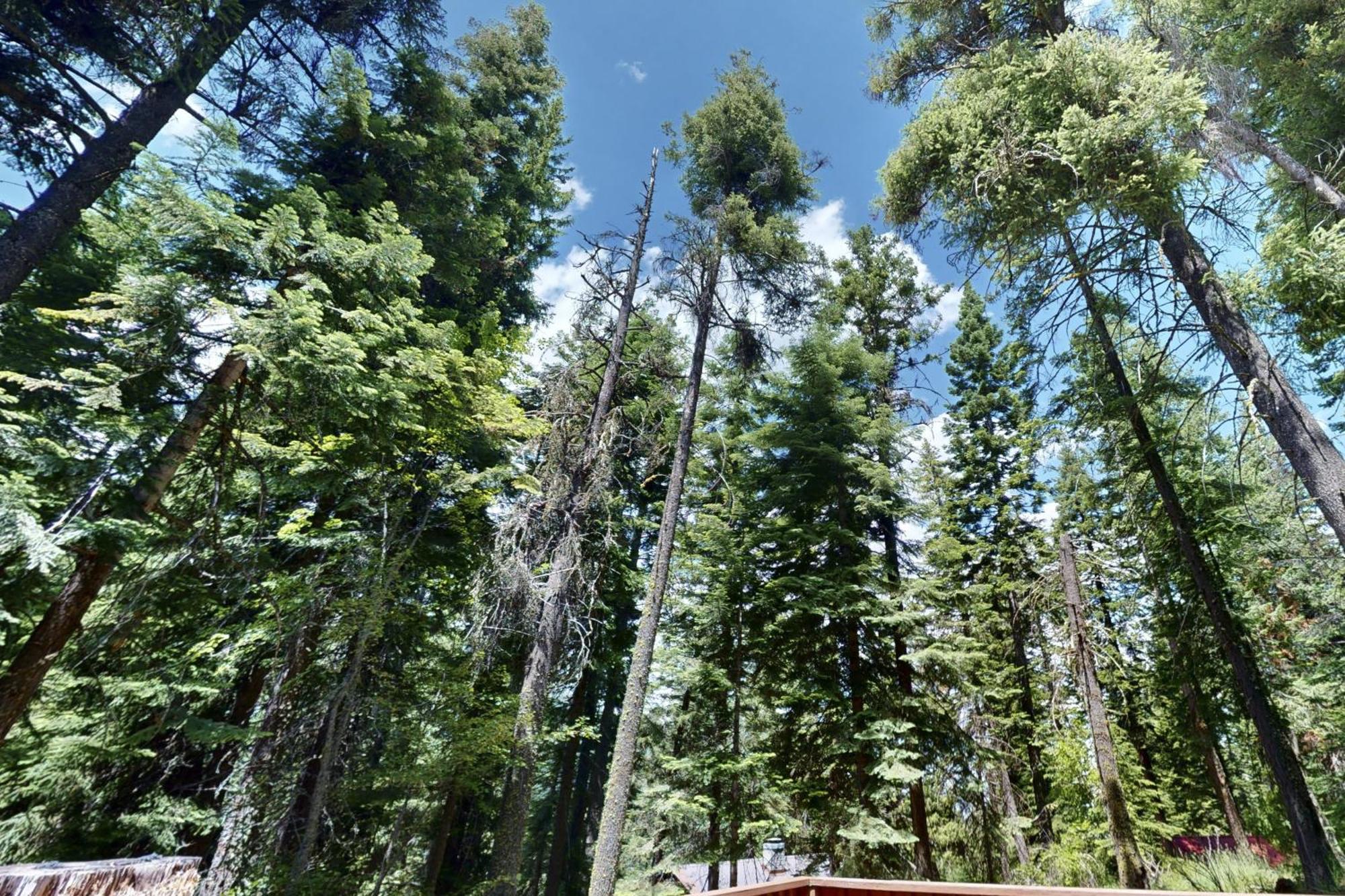 Pine Cone Cottage Joseph エクステリア 写真